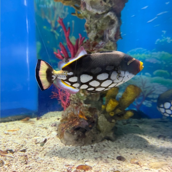 beibei0625